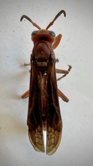 Polistes mexicanus