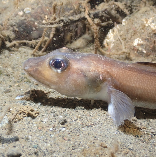 Blackbelly eelpout (Lycodes pacificus) — Zoarcidae — 4