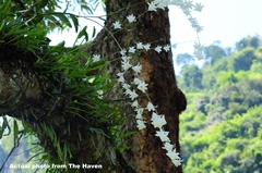 Dendrobium crumenatum