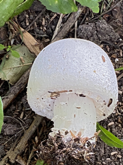 Agaricus