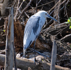 Egretta caerulea × thula