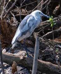 Egretta caerulea × thula