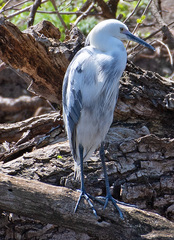 Egretta caerulea × thula