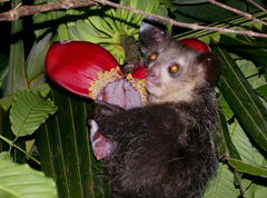 Aye-Aye photo 2