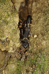 Nannopygia nigriceps