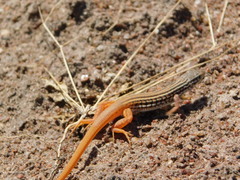 Latastia johnstonii