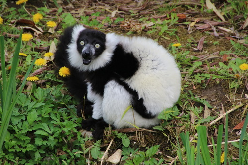 Black-and-white Ruffed Lemur
