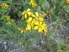 Hypericum perfoliatum