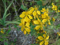 Hypericum perfoliatum