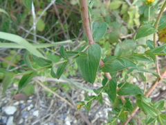 Hypericum perfoliatum