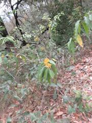 Cestrum oblongifolium