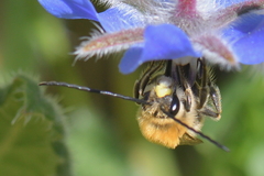 Eucera nigrescens