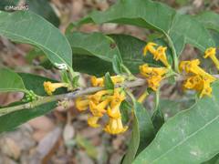 Cestrum oblongifolium