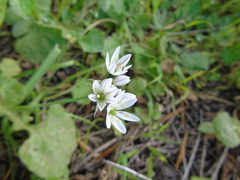 Allium trifoliatum