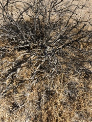 Coleogyne ramosissima