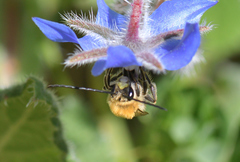 Eucera nigrescens