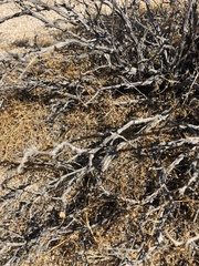 Coleogyne ramosissima