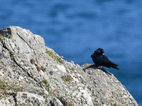 Chova piquirroja (Pyrrhocorax pyrrhocorax)