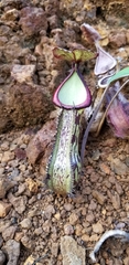 Nepenthes mindanaoensis