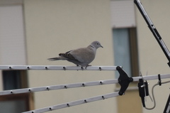 Streptopelia decaocto
