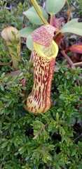 Nepenthes mindanaoensis