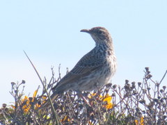 Certhilauda curvirostris falcirostris