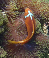 Amphiprion leucokranos