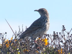 Certhilauda curvirostris falcirostris