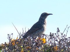 Certhilauda curvirostris falcirostris
