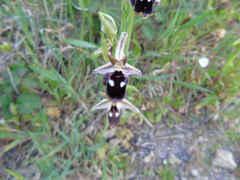 Ophrys reinholdii