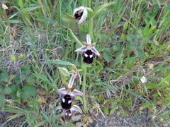 Ophrys reinholdii