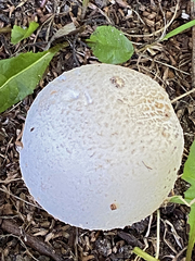 Agaricus
