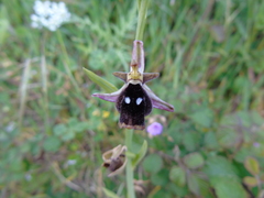 Ophrys reinholdii