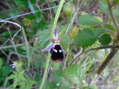 Ophrys reinholdii