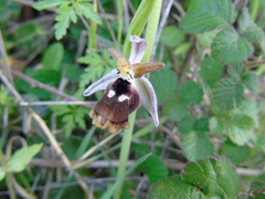 Ophrys reinholdii