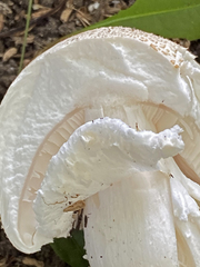 Agaricus
