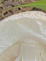 Agaricus