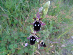 Ophrys reinholdii