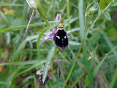 Ophrys reinholdii