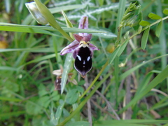 Ophrys reinholdii