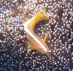 Amphiprion sandaracinos