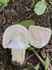 Agaricus