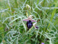 Ophrys ferrum-equinum