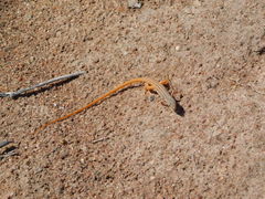 Latastia johnstonii