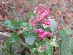Cestrum roseum