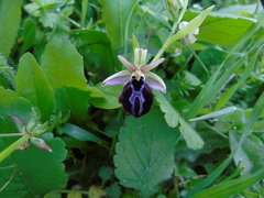Ophrys ferrum-equinum