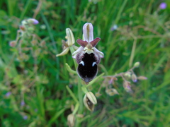 Ophrys reinholdii