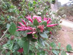 Cestrum roseum
