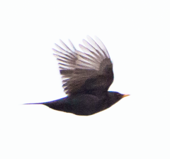 Turdus merula