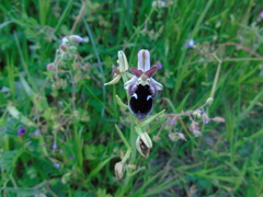 Ophrys reinholdii